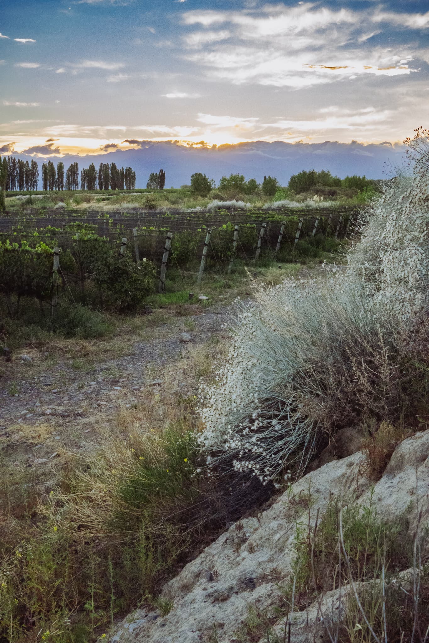 El terroir