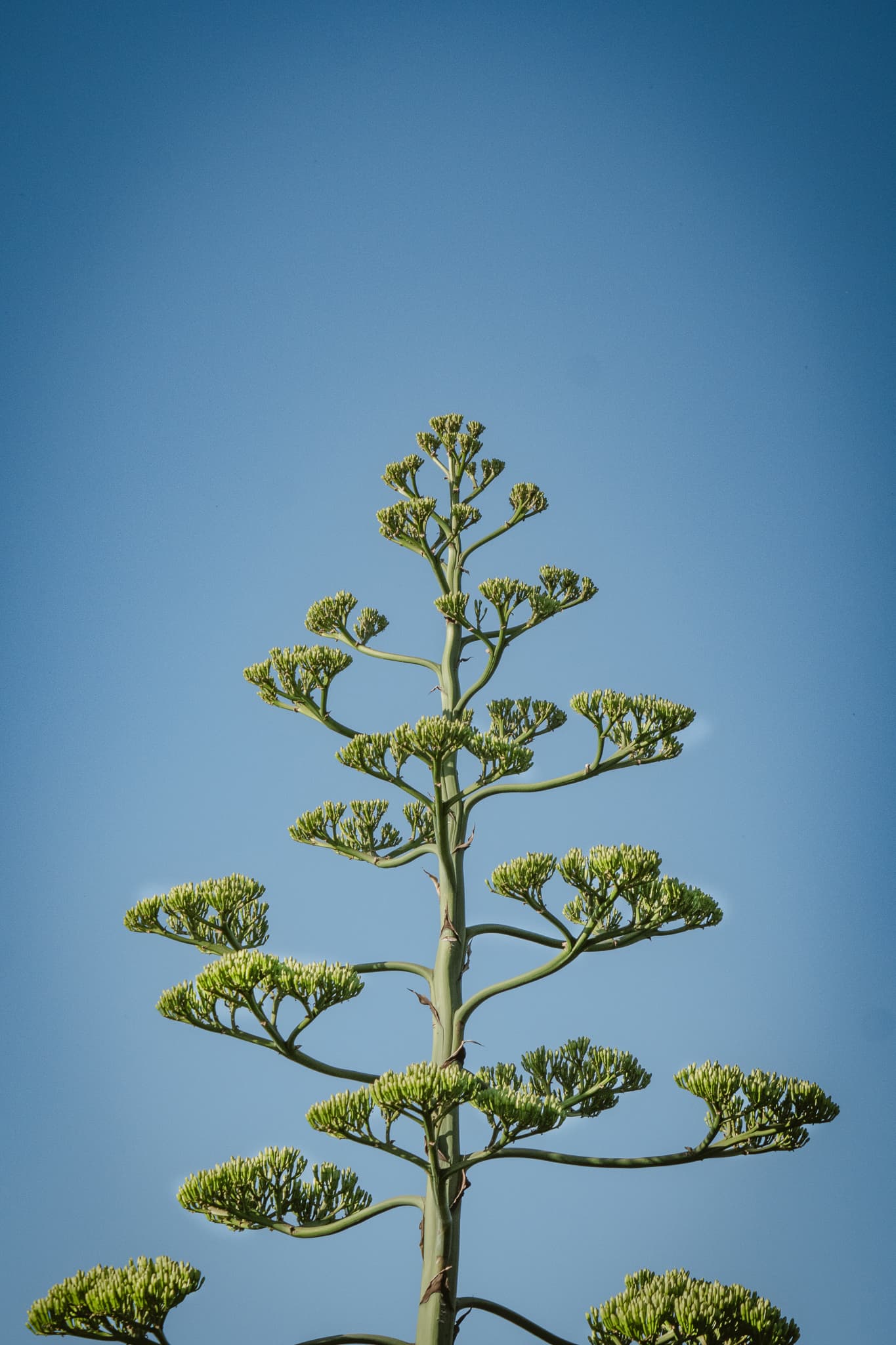 Retrato de la naturaleza