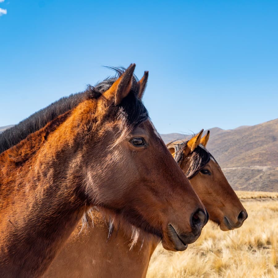 Caballos en la montaña