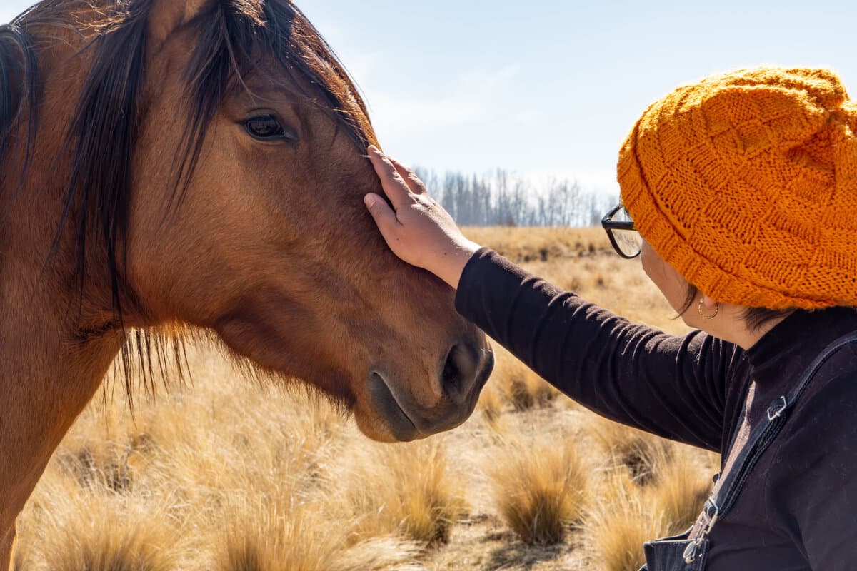 Acariciando un caballo