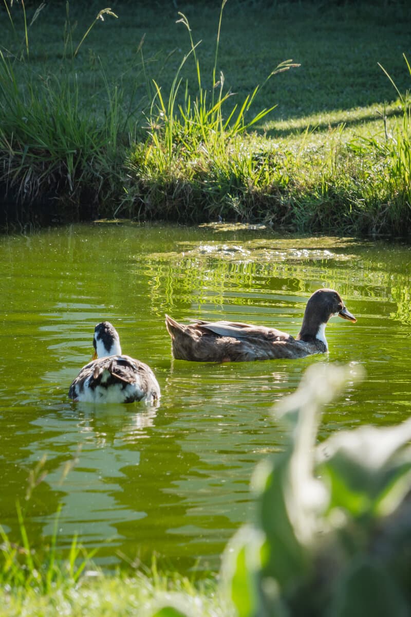 Patos en la laguna