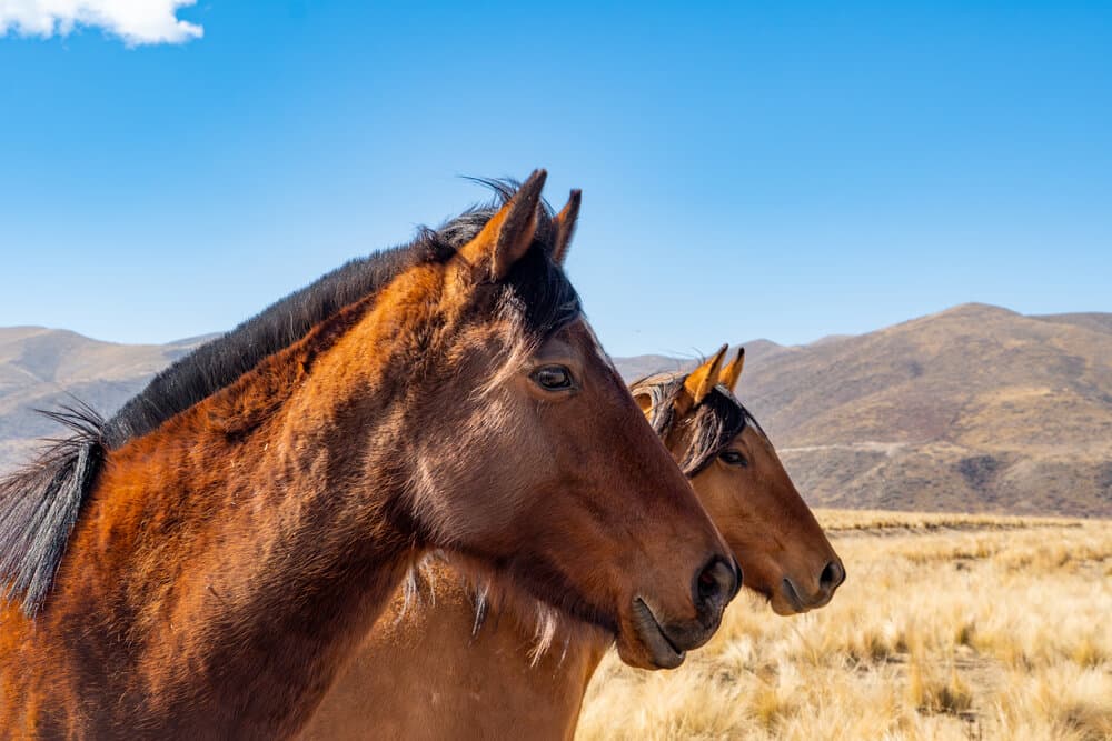 Caballos en el pastizal