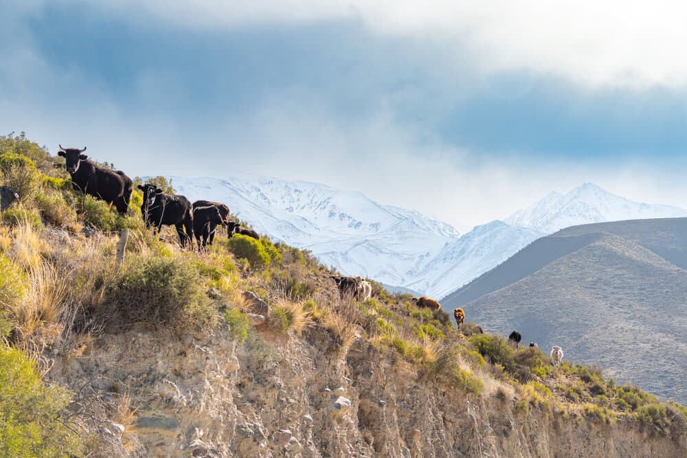 Ganado en la ladera frente a la nieve