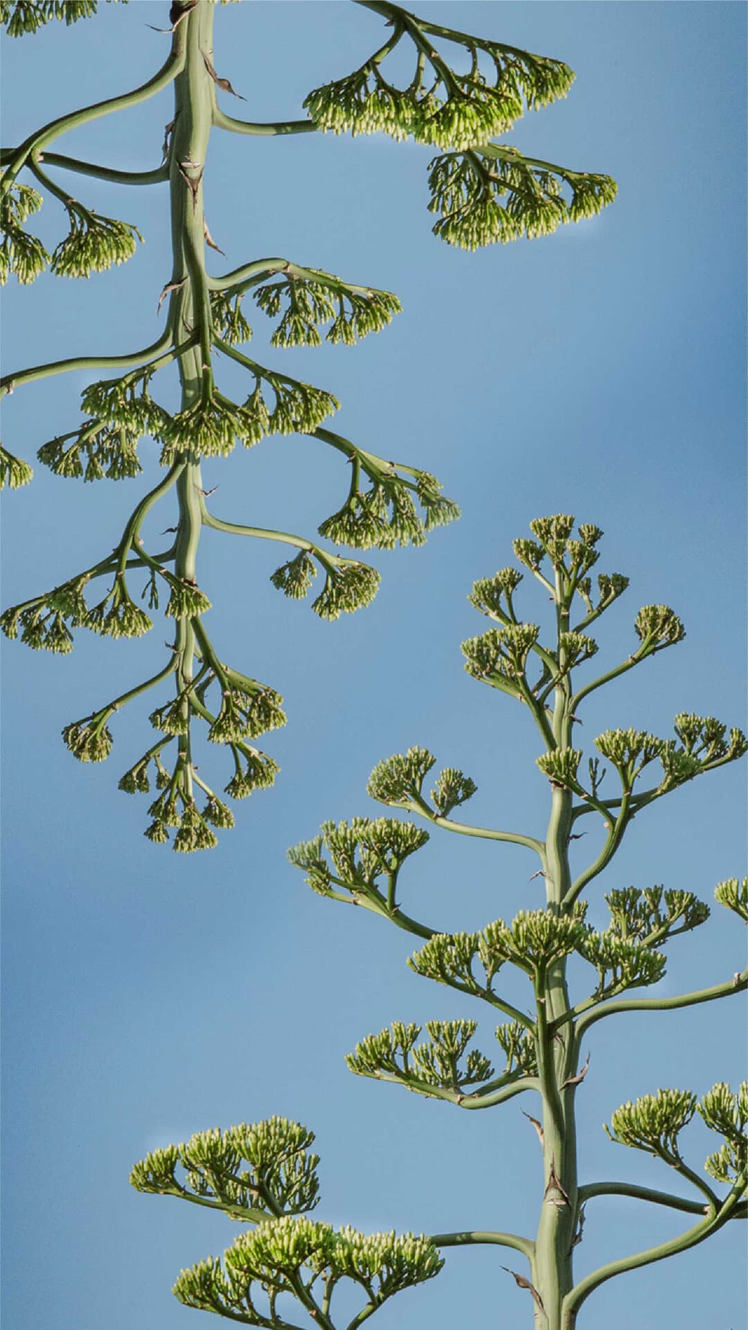 Varas de agave en flor contra el cielo