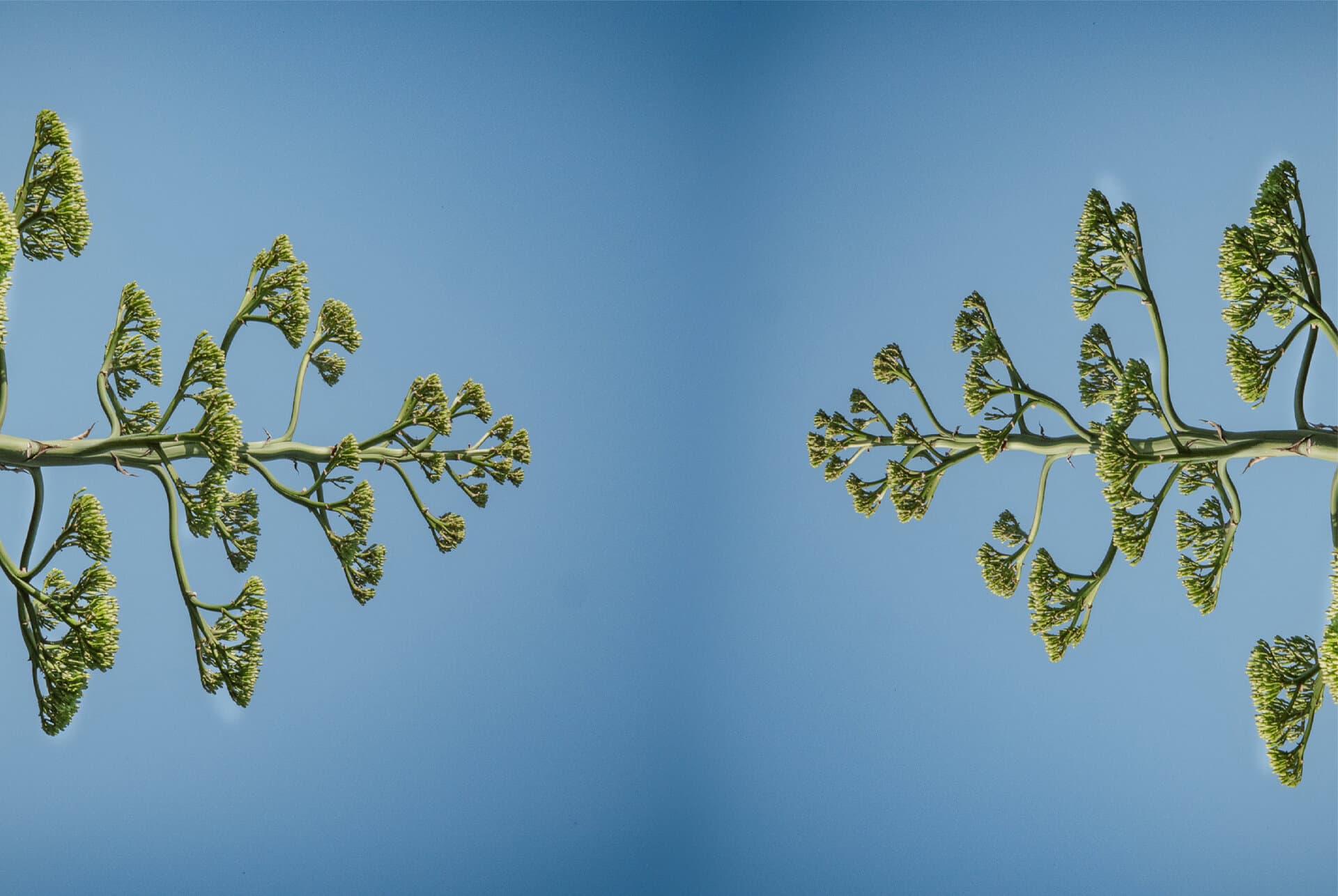 Varas de agave en flor contra el cielo