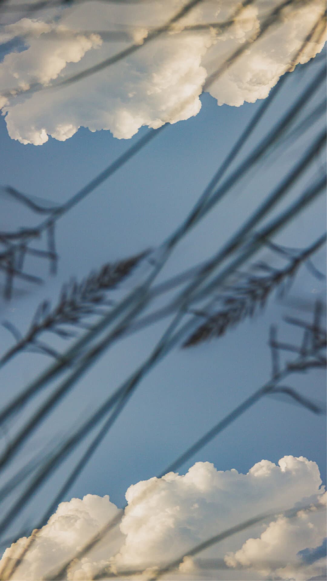 Pastizales recortados contra el cielo